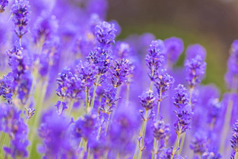 薰衣草灌木特写镜头紫色的薰衣草场美丽的盛开的英语薰衣草