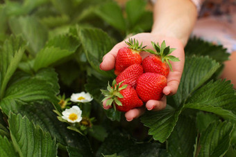 女人手持有一些新鲜选草莓挑选草莓农场场叶子花背景