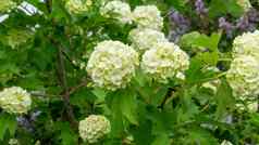 白色花序荚莲属的植物绿色树叶布什夏天开花荚莲属的植物