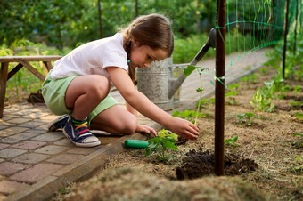 孩子学习<strong>成长</strong>植物种植<strong>幼苗</strong>黄瓜开放地面爱护理自然童年
