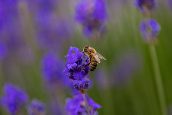 关闭蜜蜂薰衣草花薰衣草灌木特写镜头紫色的薰衣草场美丽的盛开的英语薰衣草
