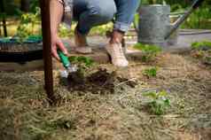 焦点黑色的土壤花园铲女园丁手使洞种植幼苗开放地面