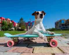 杰克罗素梗狗游乐设施滑板在户外热夏天一天