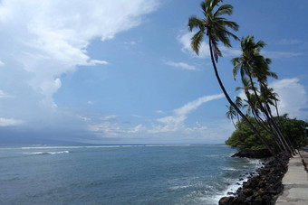 椰子树行人行道上岩石海岸