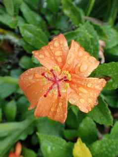 雨滴红橙色花朵芙蓉布鲁姆