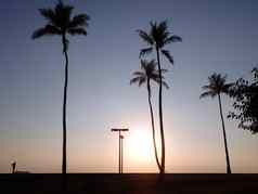 日落太平洋海洋光椰子树光帖子