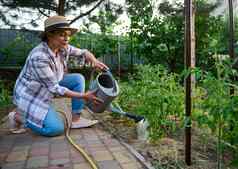 女园丁稻草他在乎植物浇水水域番茄幼苗日益增长的花床
