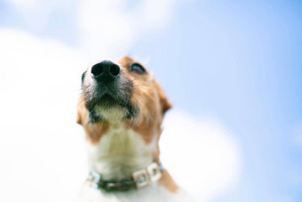 鼻子狗品种12月rassl背景蓝色的天空狗鼻子