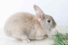 肖像毛茸茸的米色兔子吃草宠物可爱的动物复活节兔子