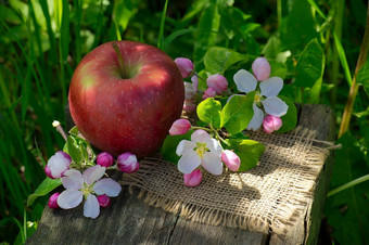 红色的苹果<strong>苹果花</strong>朵木板凳上