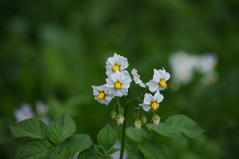 土豆<strong><strong>花</strong>开<strong>花</strong>开花</strong>土豆植物