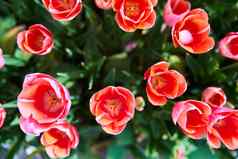 红色的美丽的郁金香场春天时间太阳射线