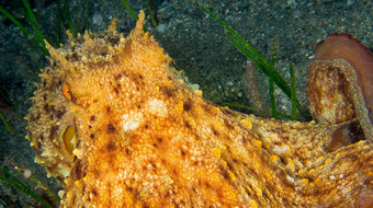 地中海章鱼下士应对puntas的卡内格雷区域公园西班牙