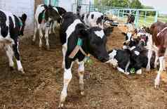农业农业动物畜牧业概念群牛吃有牛棚乳制品农场