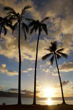 日落椰子树海岸他不是海滩公园