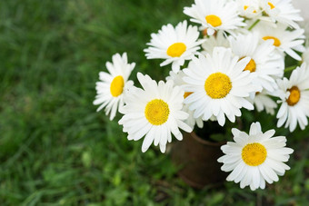 花束雏菊站花瓶草洋甘<strong>菊花</strong>朵夏天一天洋甘<strong>菊花</strong>花束的地方登记