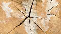 木交叉部分树环减少片棕色（的）树桩孤立的白色显示年龄年
