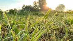 新鲜的绿色草露水滴关闭光早....露水绿色草