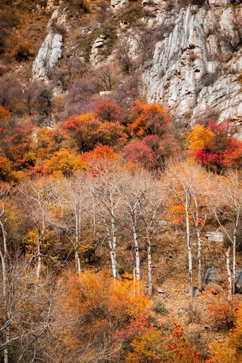 秋天垂直山景<strong>观色</strong>彩斑斓的树叶树只桦树