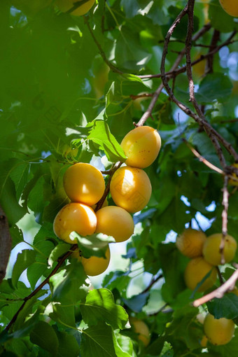 杏子杏树<strong>夏天</strong>水果成熟的杏子树分支