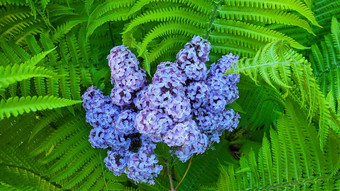 美丽的分支淡紫色谎言叶子蕨类植物蕨类植物背景