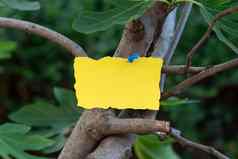 空白颜色胶粘剂请注意固定图钉提醒树分支森林空符号纸木代表自然业务横幅促销活动