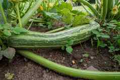 绿色西葫芦花园日益增长的西葫芦蔬菜花园有机农业概念健康的食物