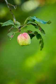 特写镜头红色的苹果日益增长的苹果树分支绿色散景水果挂可持续发展的果园农场树宏细节有机多汁的水果农业农村