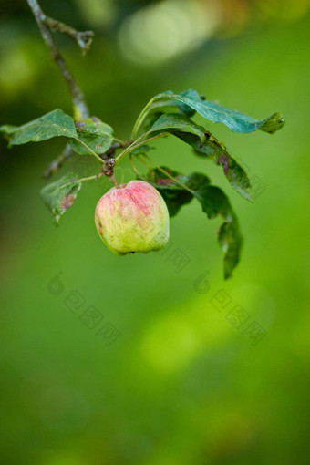 特写镜头红色的苹果日益增长的苹果树分支绿色散景<strong>水果</strong>挂可持续发<strong>展</strong>的果园农场树宏细节有机多汁的<strong>水果</strong>农业农村