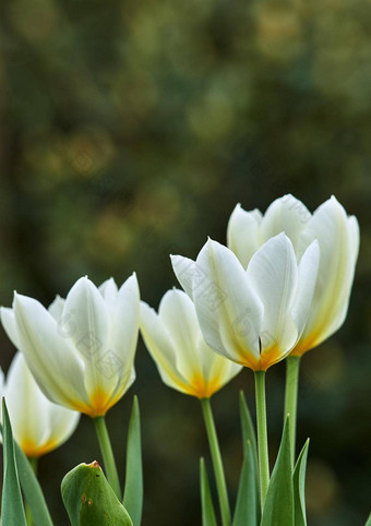 白色黄色的郁金香日益增长的郁郁葱葱的花园首页漂亮的植物区系充满活力的花瓣绿色茎盛开的草地春天群花开花景观后院