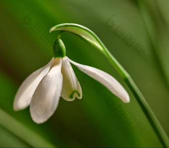 特写镜头白色常见的<strong>雪</strong>花莲花日益增长的绿色复制空间背景远程场细节<strong>雪</strong>花属Nivalis开花盛开的开花草地<strong>首页</strong>后院花园