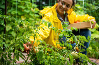 焦点成熟的番茄手女人农民黄色的雨衣收获作物西红柿生态农场