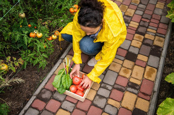 前视图女农民黄色的雨衣叠加新鲜收获作物成熟的多汁的<strong>西红柿</strong>木盒子