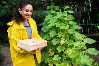 成功的园艺家非洲美国农民木箱收获黄瓜有机生态农场