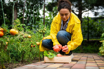 愉快的女人农民农业家黄色的雨衣收获作物国产有机西红柿生态农场