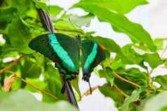 充满活力的绿色带状孔雀蝴蝶开放翅膀