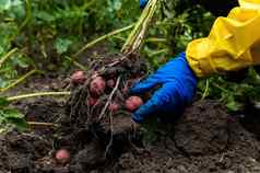 细节农民的手蓝色的手套持有新鲜挖土豆挖掘日益增长的土豆布什生态农场