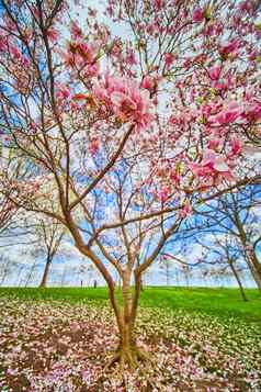 宽角树覆盖大粉红色的白色花春天
