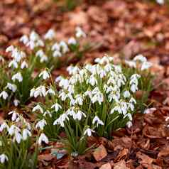 美丽的白色花在户外阳光明媚的春天一天隔离自然花园显示明亮的盛开的植物创建平静宁静宁静的环境官方雪花属Nivalis
