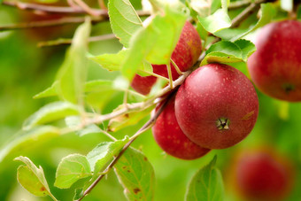 特写镜头成熟的红色的苹果日益增长的新鲜的健康的零食饮食水果健身健康身体护理苹果树可持续发展的果园农场农村郁郁葱葱的绿色茎分支机构