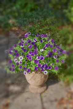 野生开花植物园艺装饰景观花能紫色的矮牵牛日益增长的后院首页花园天井美丽的花朵盛开的开花