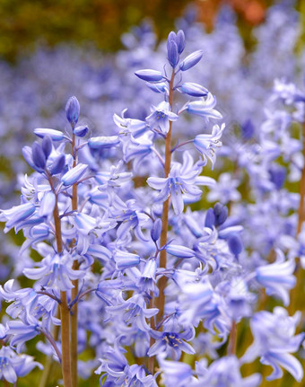 西班牙语野风信子花物种风信子盛开的开花场<strong>植物</strong>花园野生开花<strong>植物蓬勃发展</strong>的在户外园艺装饰