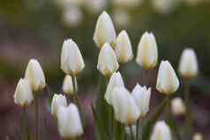 白色花园郁金香日益增长的春天春天常年开花植物种植饰品美花香味气味特写镜头美丽的关闭郁金香花绿色茎