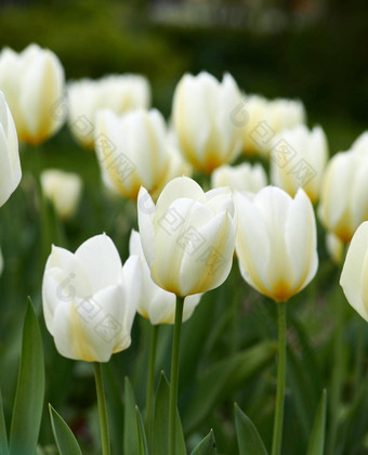 郁金香花园白色郁金香花日益增长的开花开花郁郁葱葱的绿色首页花园象征着爱希望增长群装饰植物盛开的景观后院