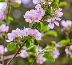 美丽的粉红色的海棠海棠花盛开的树分支在户外自然春天一天明亮的充满活力的植物开花森林夏天色彩斑斓的树叶日益增长的树