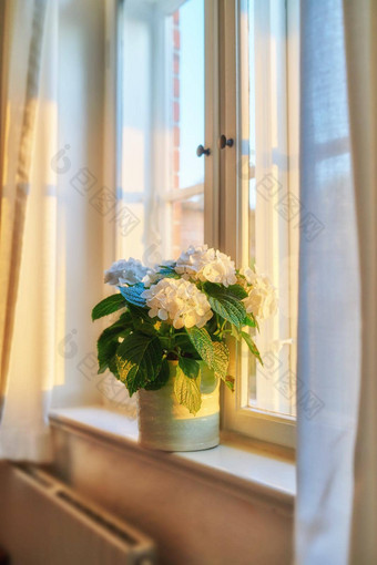 花瓶新鲜的bigleaf绣球花整齐安排窗口美丽的白色花软阳光房子<strong>装饰花瓣</strong>叶子添加Zen美显示房间租赁
