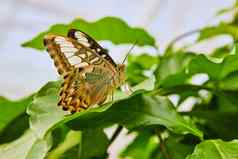 棕色（的）限幅器蝴蝶关闭翅膀休息植物