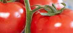 食物的东西特写镜头成熟的红色的西红柿绿色阀杆新鲜的自然有机蔬菜复制空间背景宽壁纸健康的生产可持续发展的水果农业