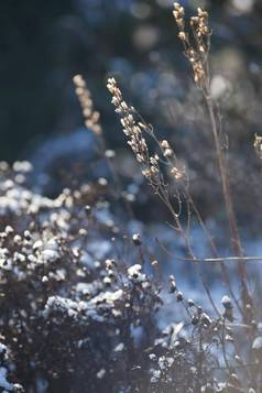 干花园覆盖雪阳光明媚的一天在户外后院首页细节雪植物自然公园场冷冬天下午自然覆盖霜冰院子里