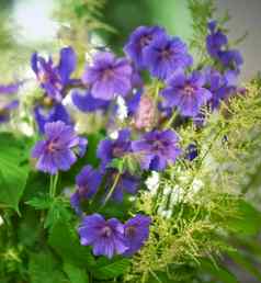 紫色的陇牛儿苗科花日益增长的花园特写镜头明亮的天竺葵常年开花植物对比绿色公园色彩斑斓的园艺花朵户外后院装饰春天